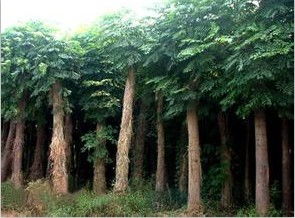 菏澤合歡樹苗價格及林杰花木銷售中心供應(yīng)商服務(wù)解析