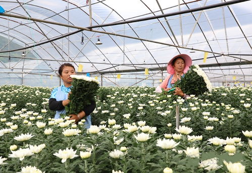 不負青山 逐綠前行 鎮(zhèn)寧自治縣書寫林業(yè)高質(zhì)量發(fā)展綠色答卷