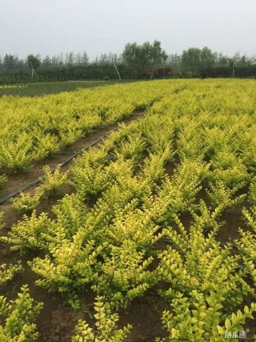 恭賀沭陽縣榮添園林綠化苗木場入駐苗木通 服務(wù)一流，價格優(yōu)惠