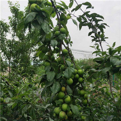 海南澳李14號李子苗小苗種植技術(shù)與經(jīng)營策略