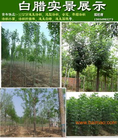 山東濟寧法桐價格與種植經(jīng)營指南 11公分與9公分法桐報價及供應(yīng)商信息