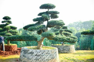 高品質(zhì)造型羅漢松 湖南供應(yīng)與天津市場價格解析