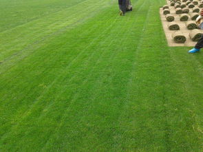 遼陽(yáng)綠化新篇章 草坪種植、苗木基地與樹木種植經(jīng)營(yíng)全解析