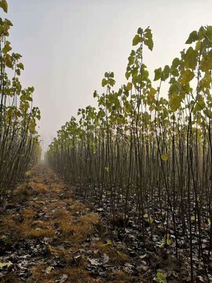 2020-2021年無(wú)絮楊樹苗市場(chǎng)報(bào)價(jià)分析與農(nóng)副產(chǎn)品銷售策略探討